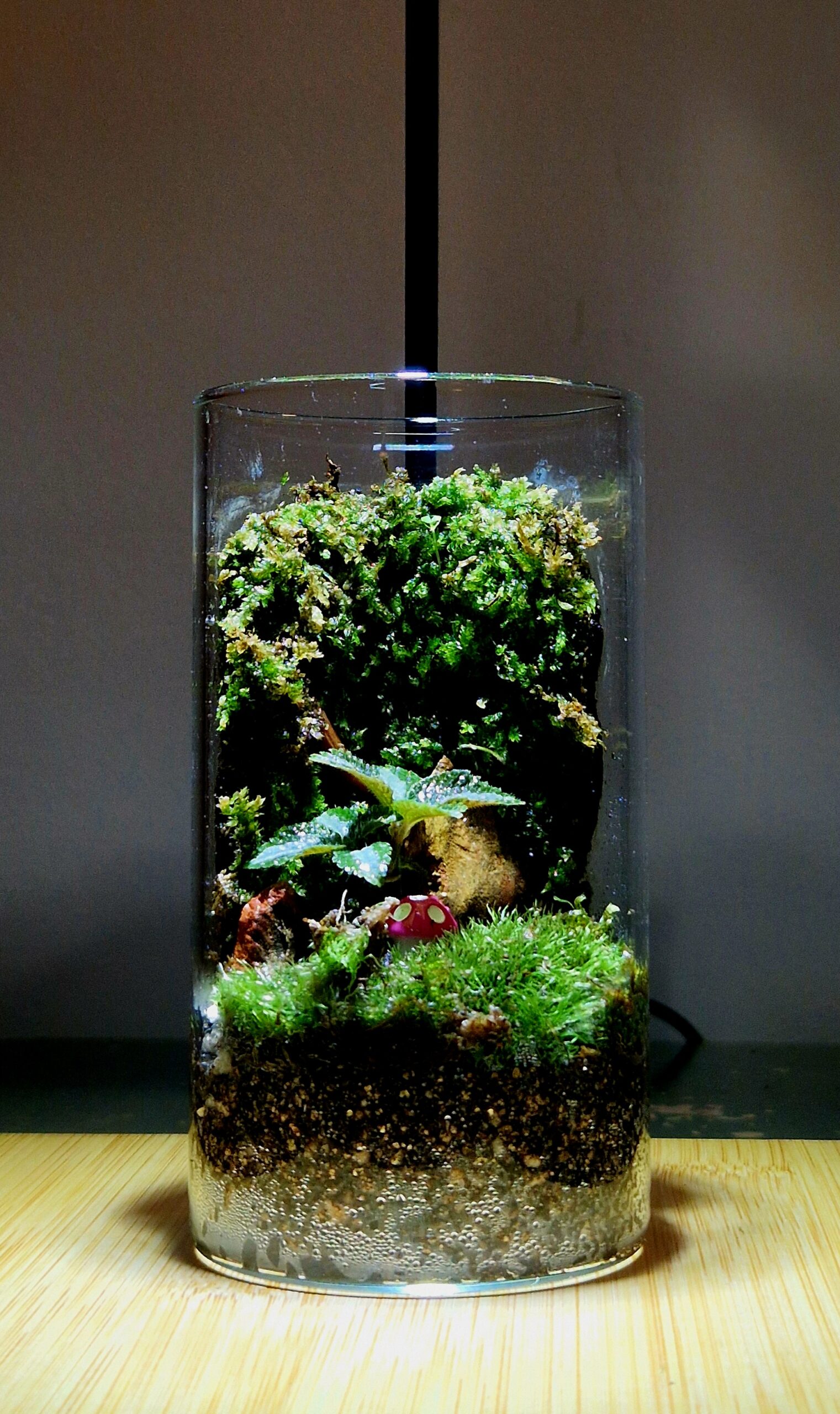 Secret Garden 12x6