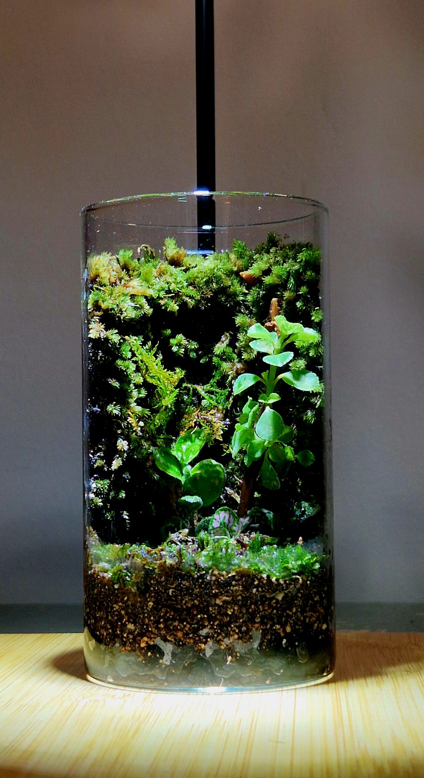 Mosswood Hollow 12x6