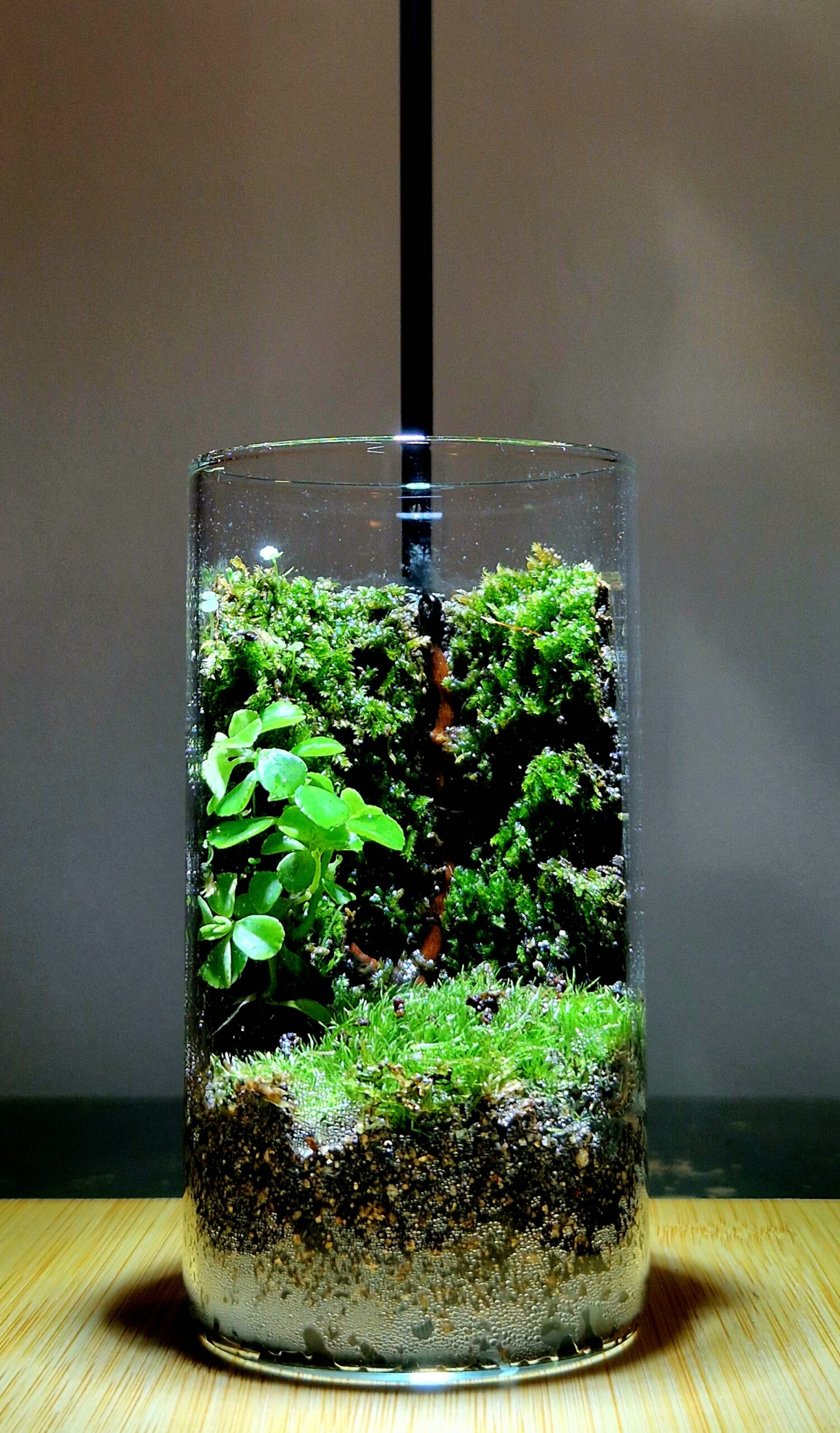 Mosswood Hollow 12x6