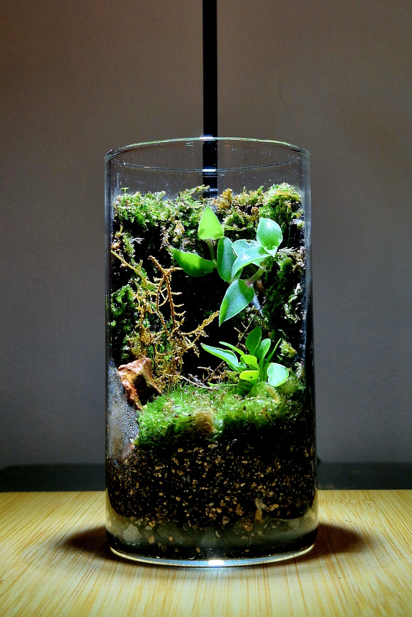 Fern Meadow 12x6