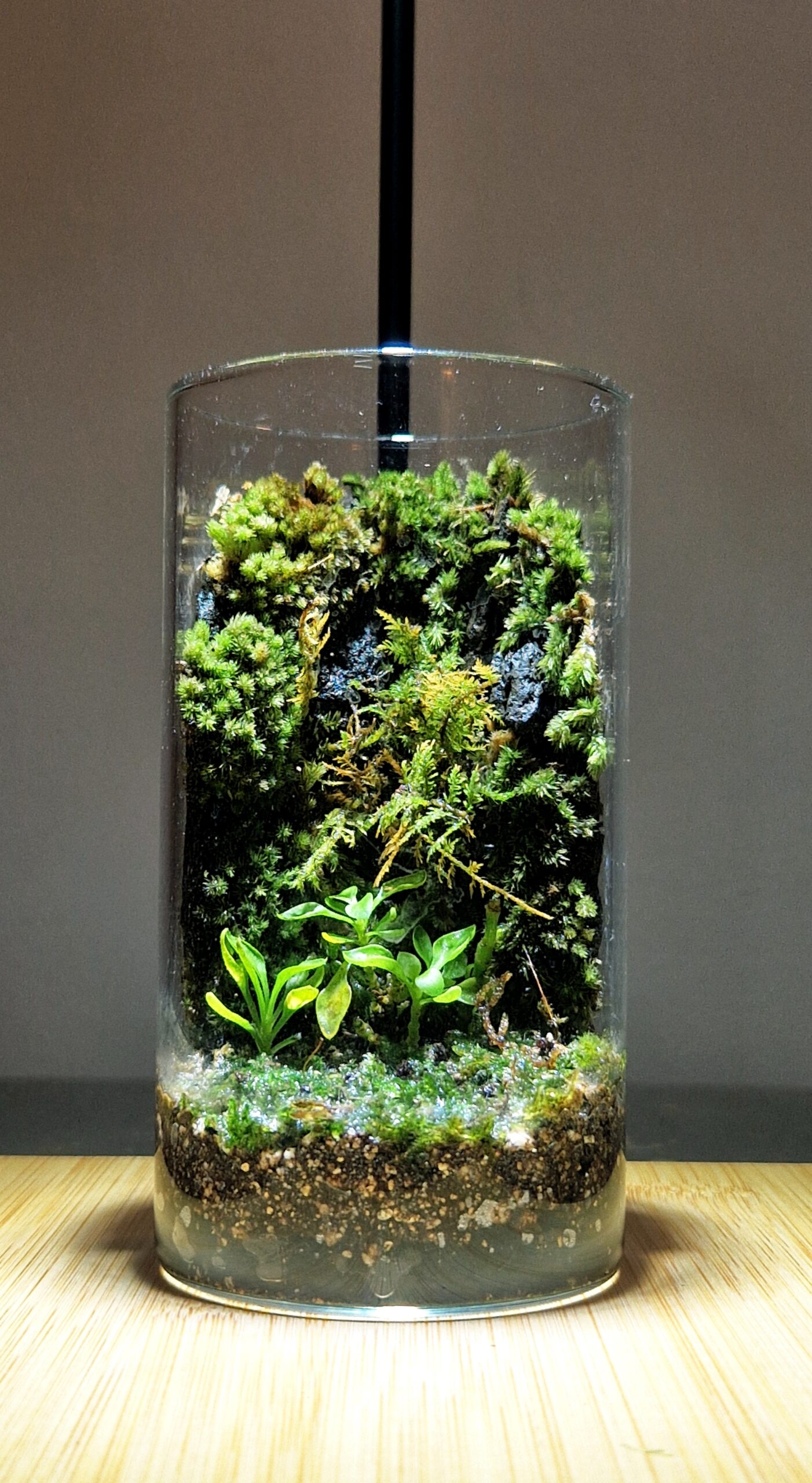 Hidden Gorge 12x6