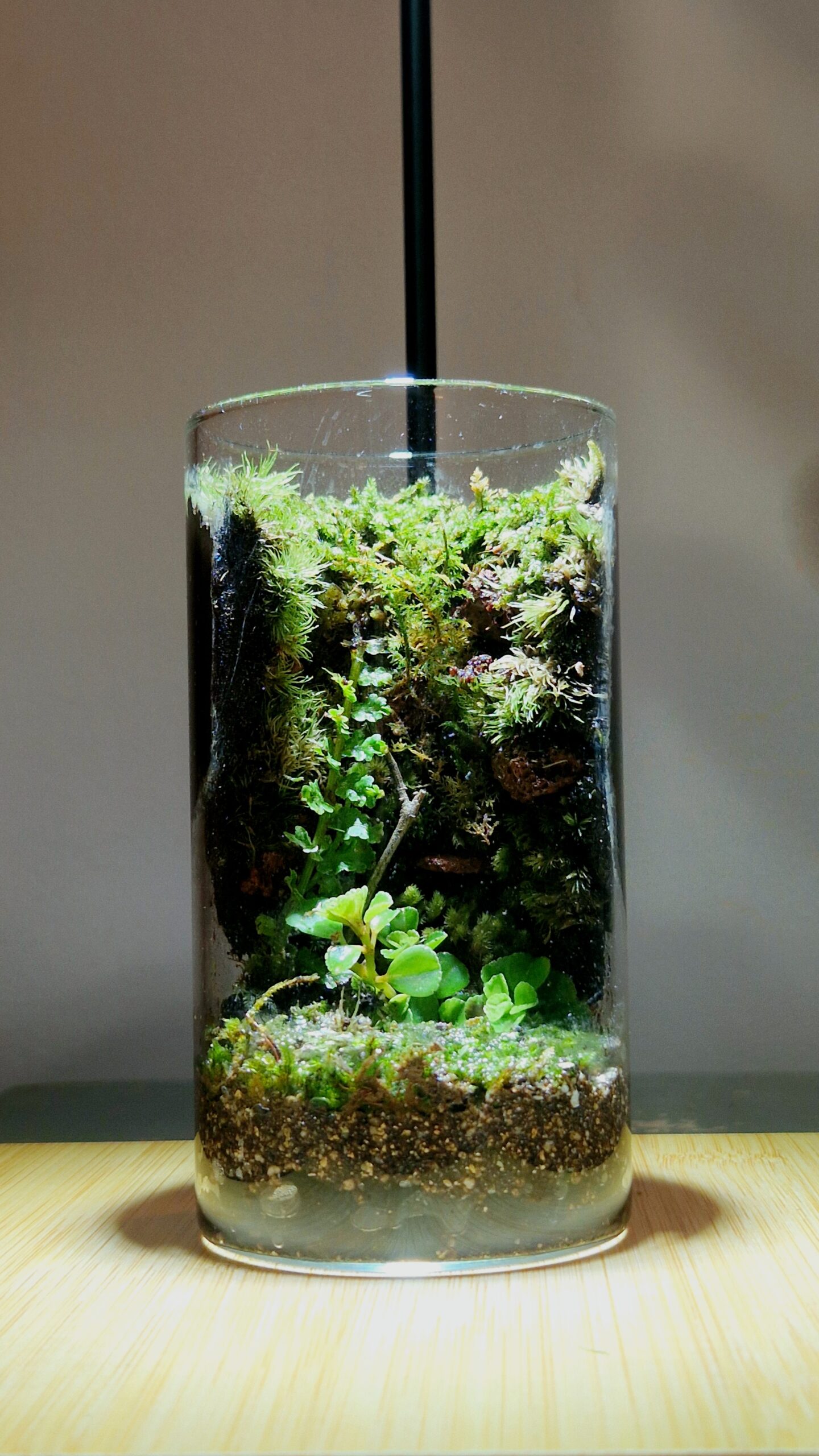 Hidden Gorge 12x6