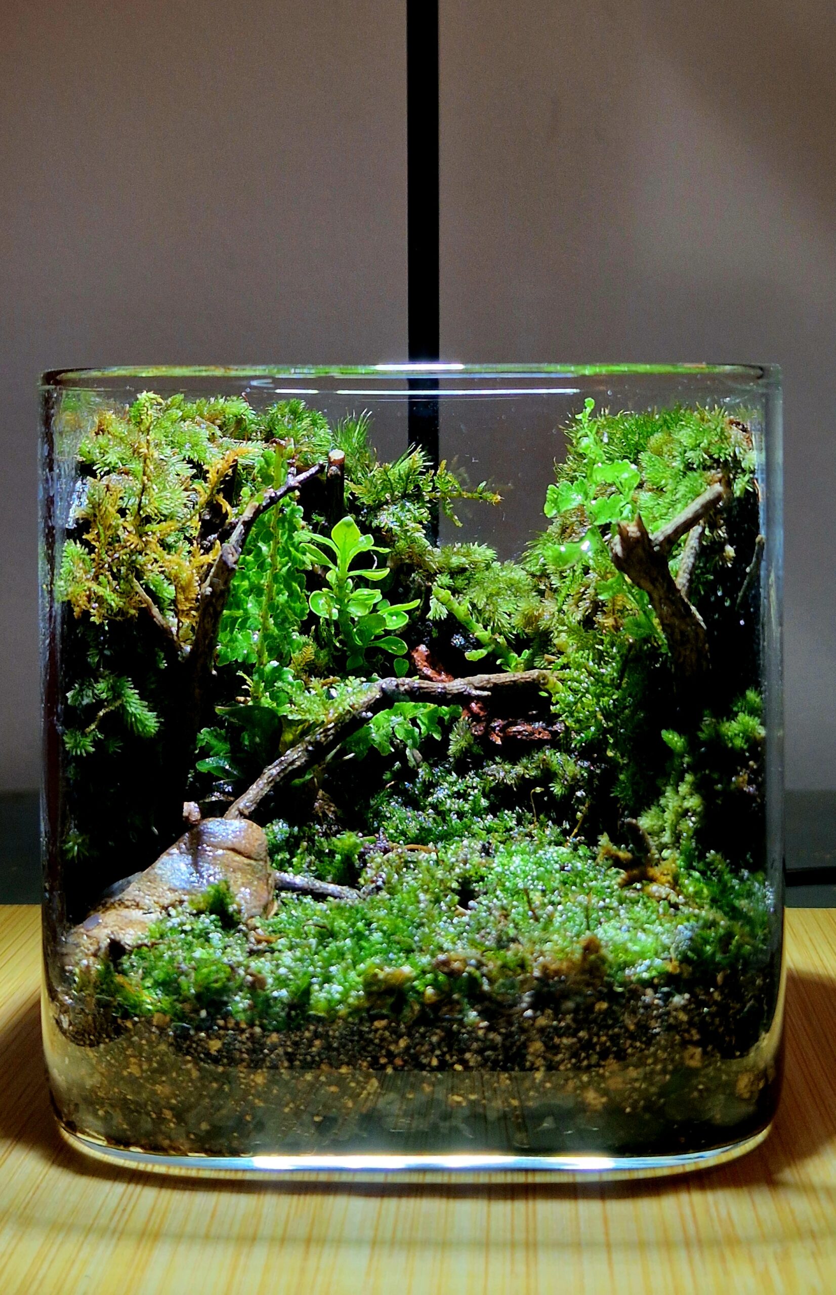 Mosswood Hollow 10x10