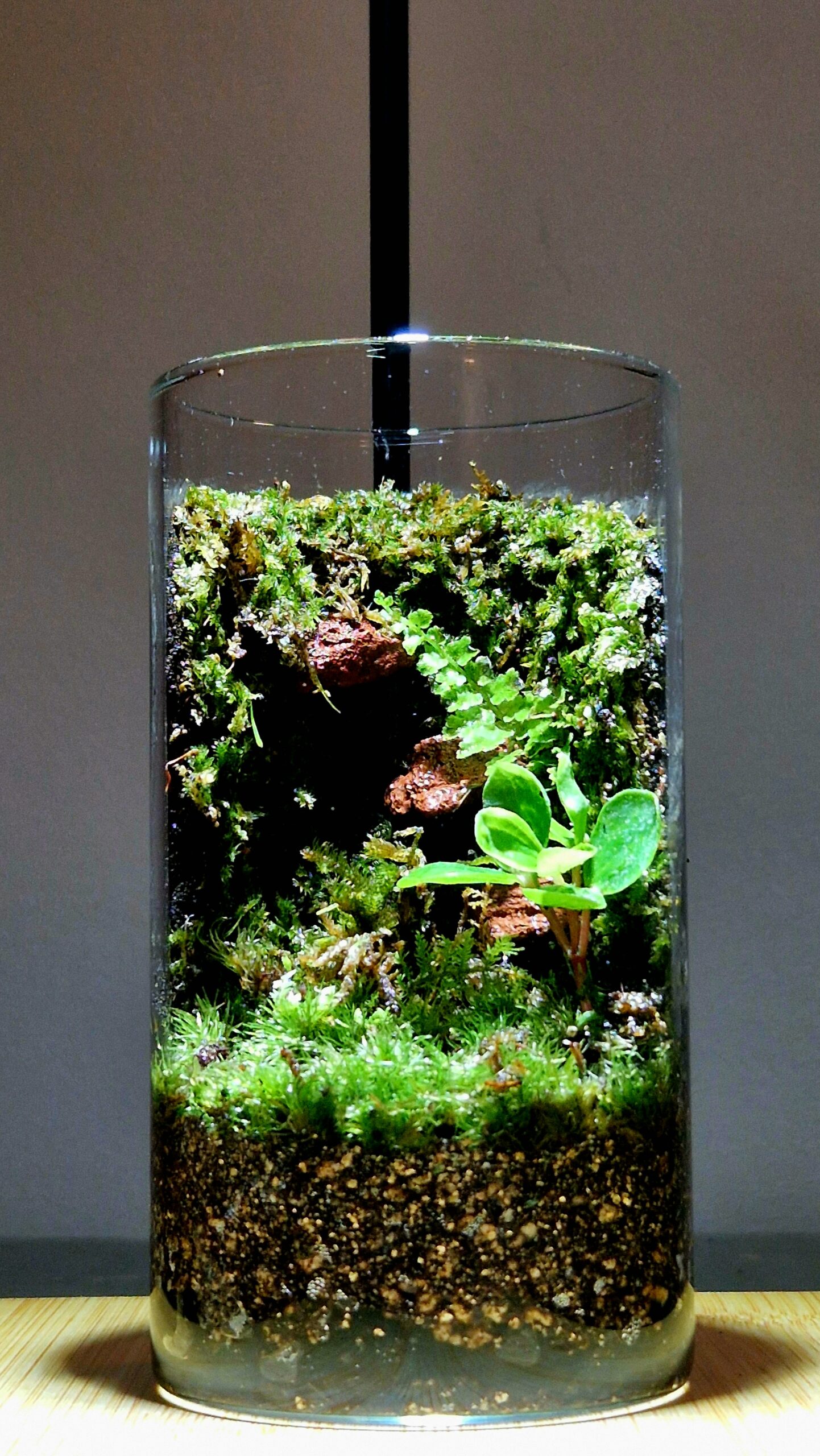 Hidden Gorge 12x6