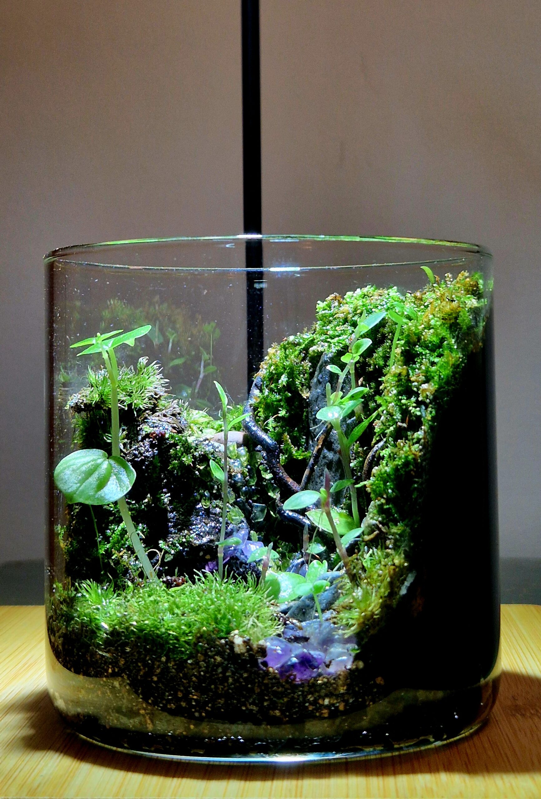 Amethyst Grove 10x10