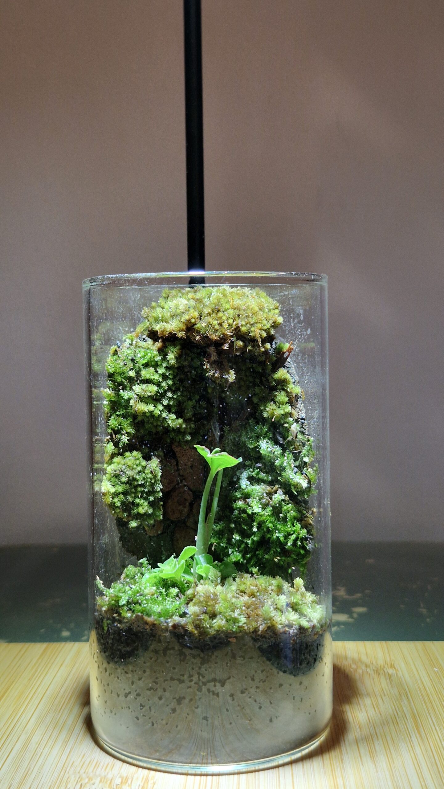 Mosswood Hollow 12x6