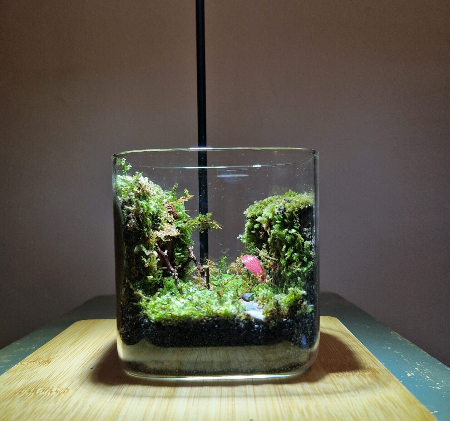 Mosswood Hollow 10x10