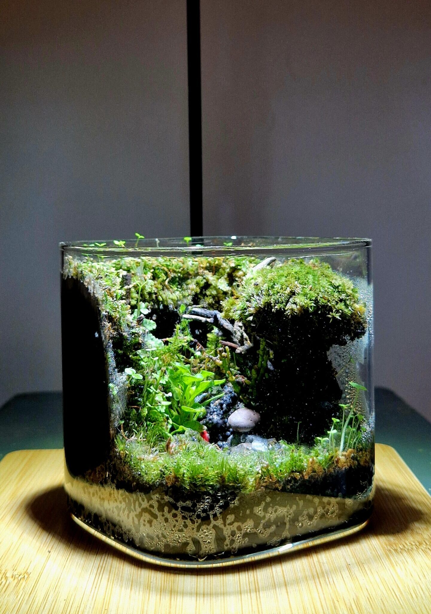 Mosswood Hollow 10x10