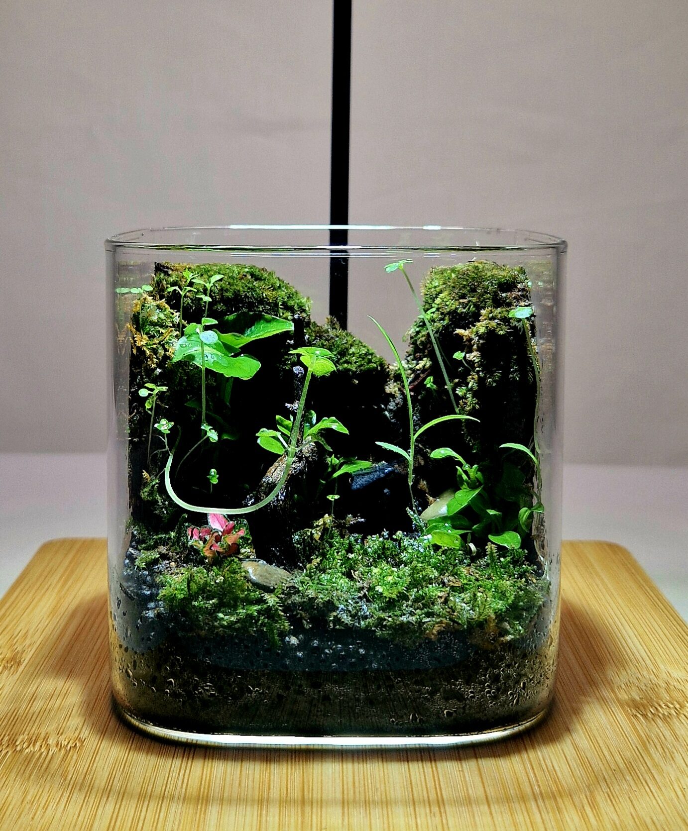 Mosswood Hollow 10x10