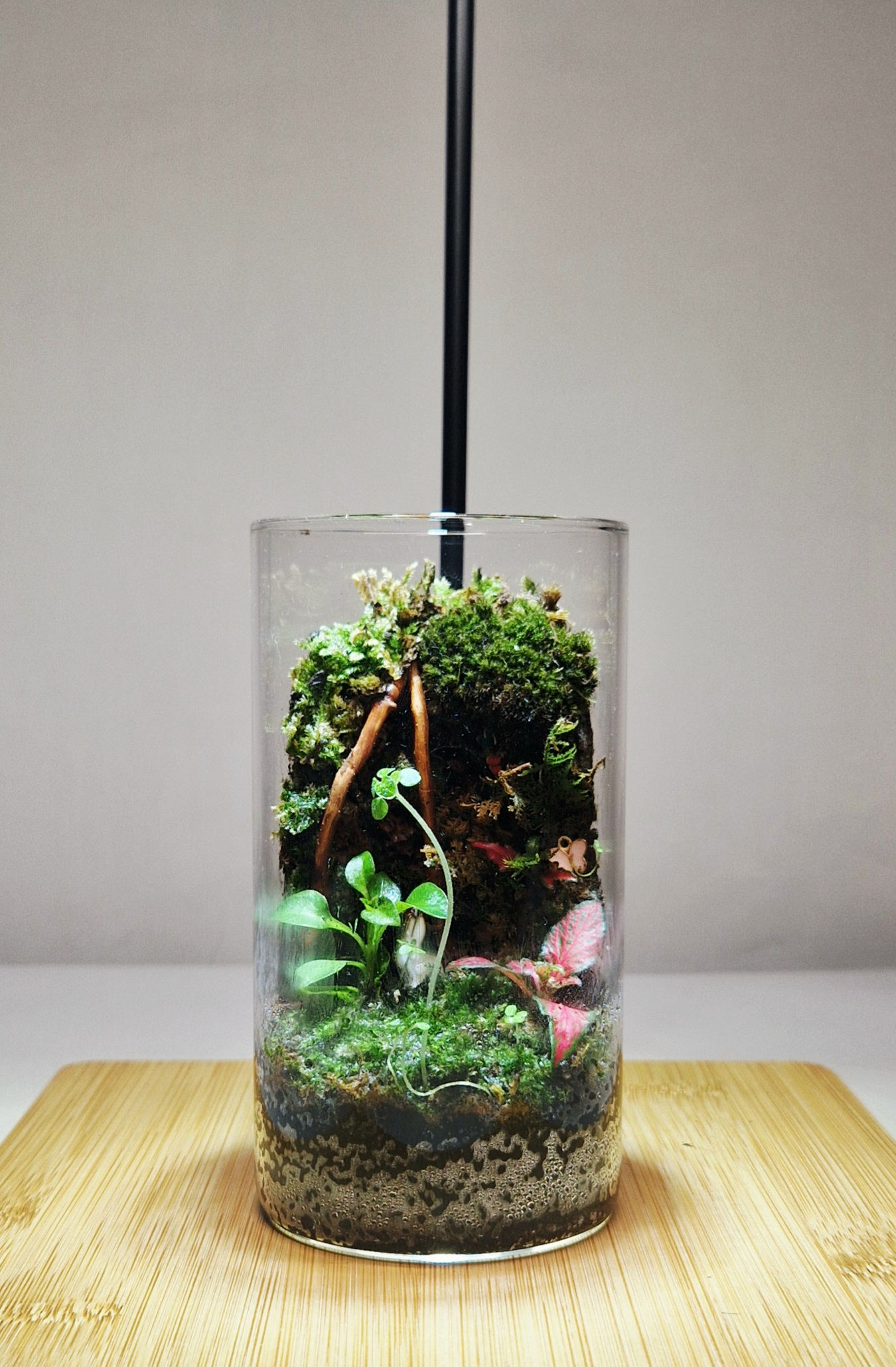 Mosswood Hollow 12x6