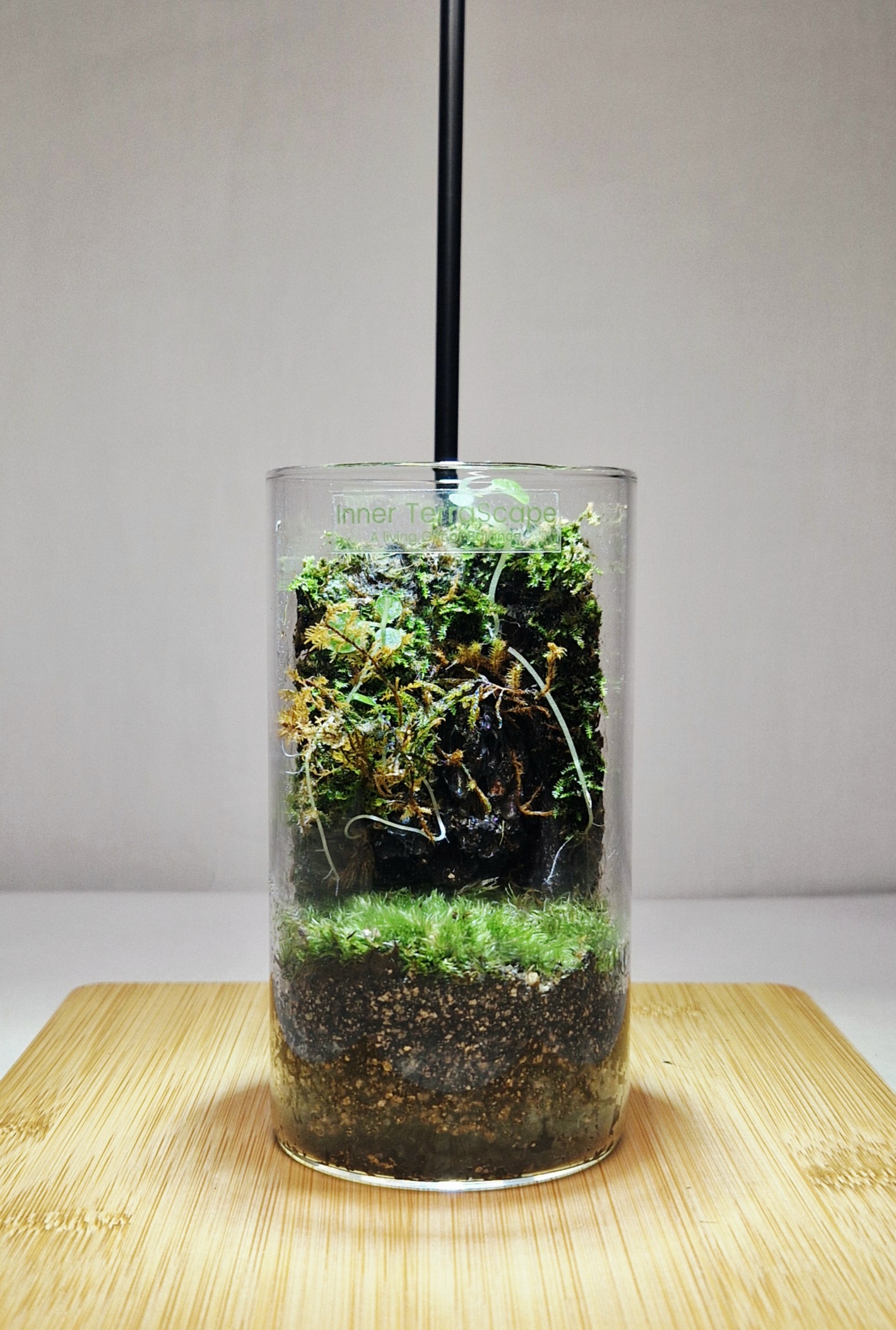 Fern Meadow 12x6