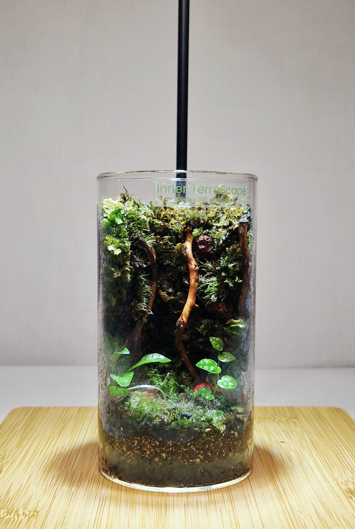Mosswood Hollow 12x6