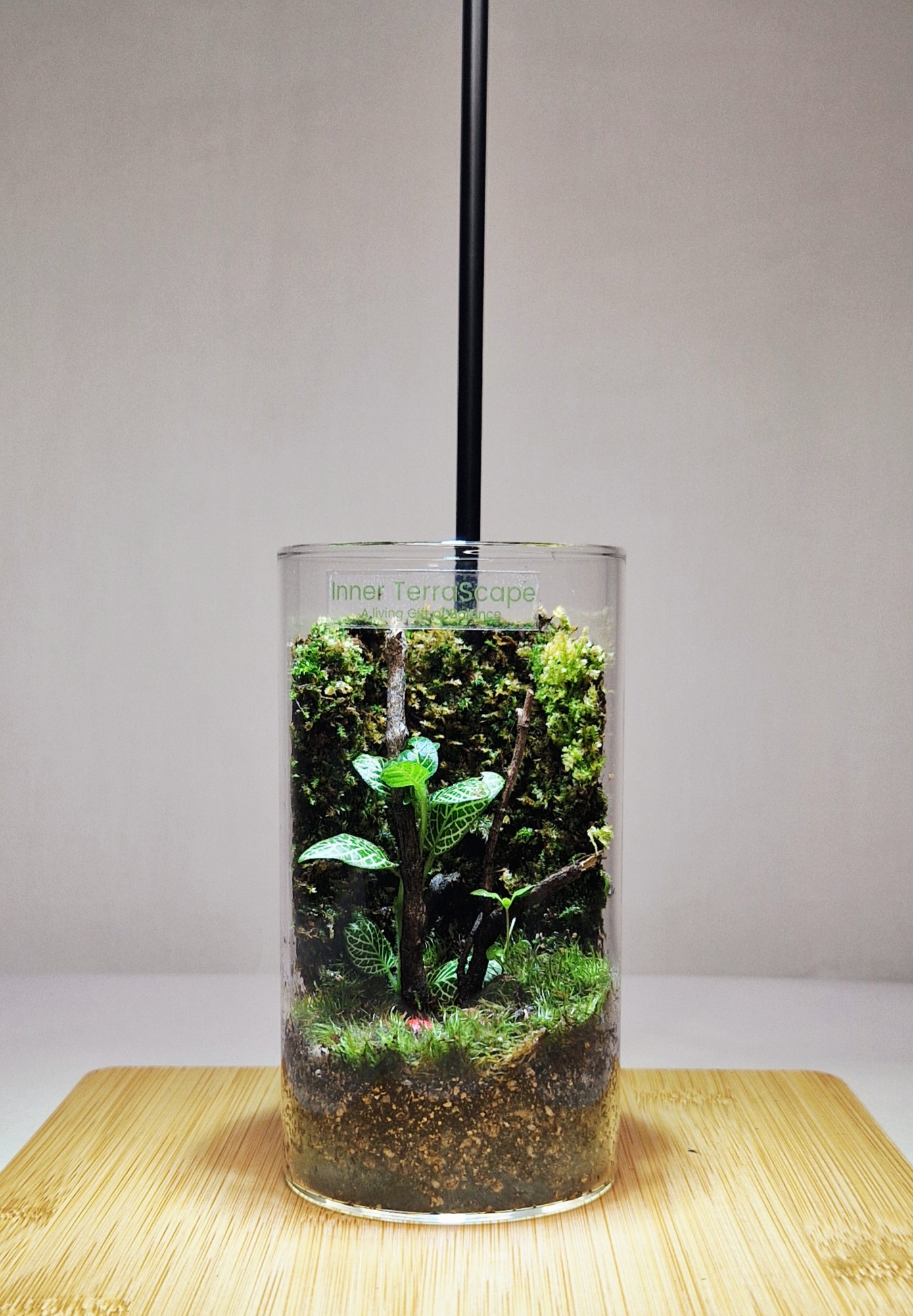 Mosswood Hollow 12x6