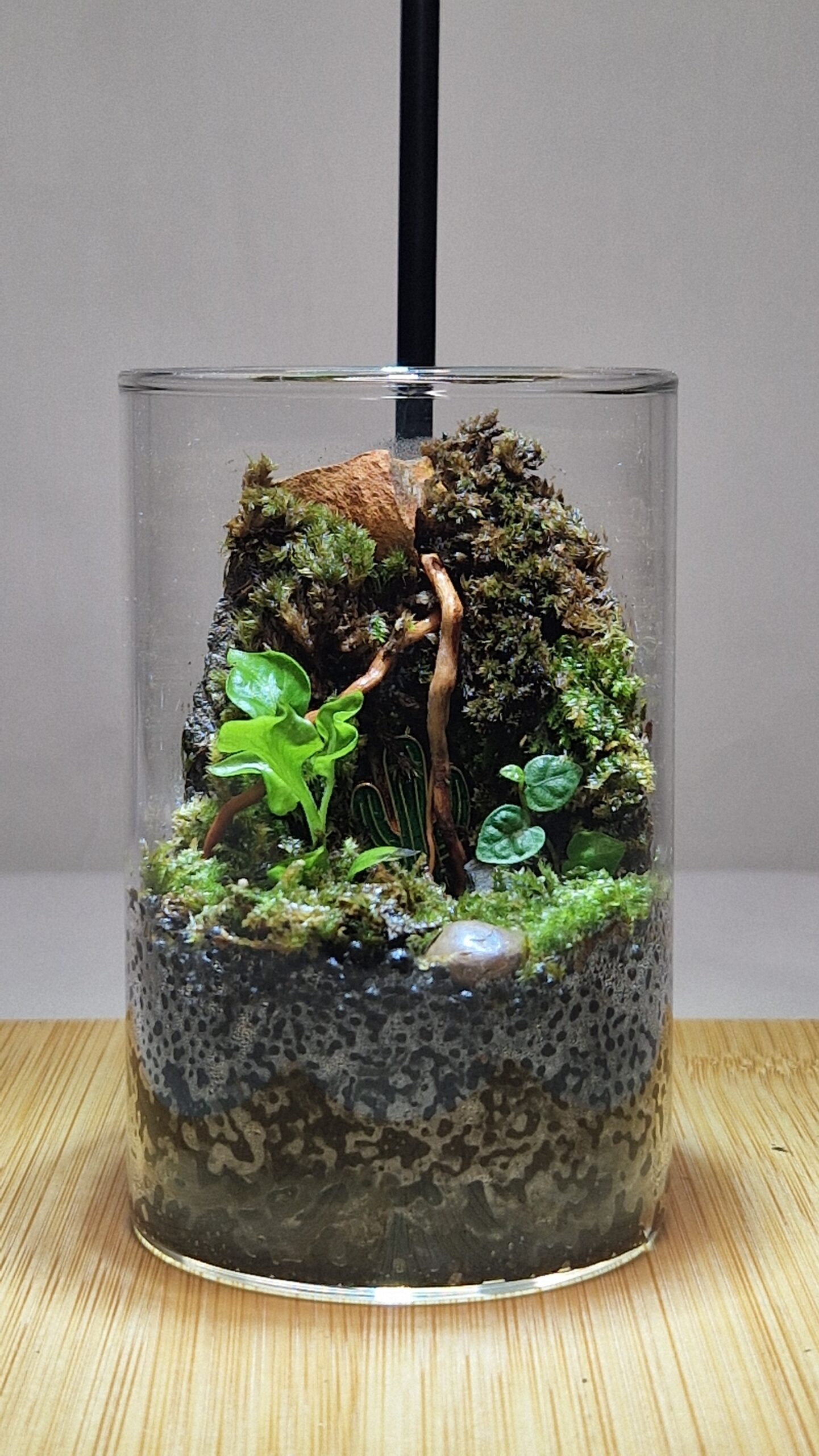 Mosswood Hollow 10x6