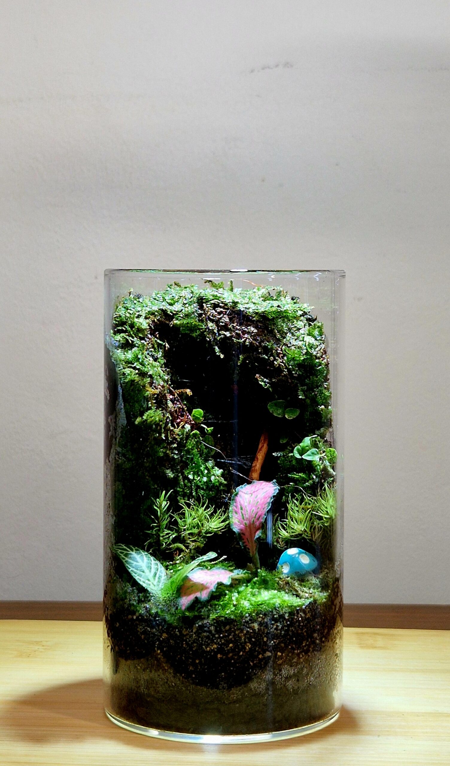 Mosswood Hollow 12x6